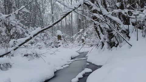 Small creek in forest during winter Stock Footage 262469633