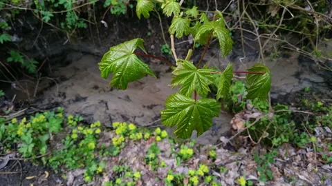 Small creek in forest at early spring Stock Footage 113325250