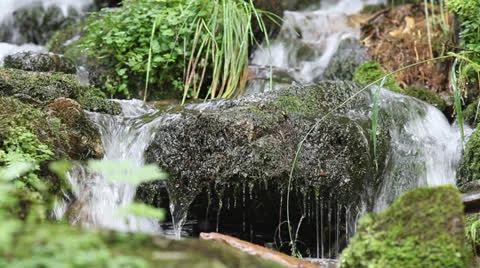Small creek in a forest Stock Footage 25513077