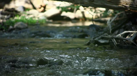Small Creek In Forest Stock Footage 34519381