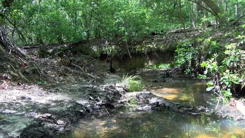 Small creek in forest 스톡 동영상 90157839