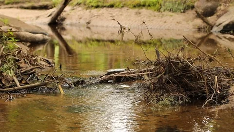 Small creek in forest Stock Footage 92200687