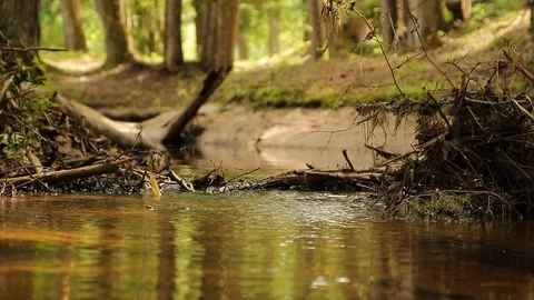 Small creek in forest Stock Footage 92200708