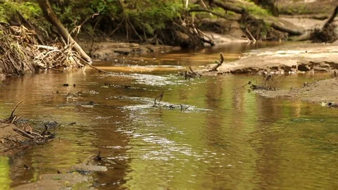 Small creek in forest Stock Footage 92200731
