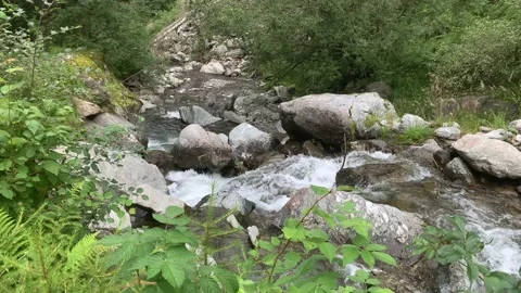 Small Creek In A Forest 스톡 동영상 149134943