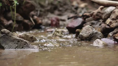 Small creek forest Stock Footage 158318106