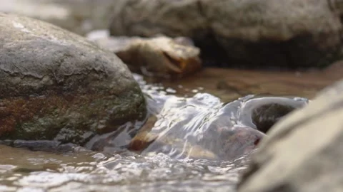 Small creek forest 動画素材 158318112