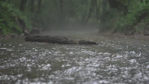 Small creek forest 動画素材 158318172