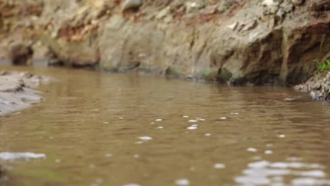 Small creek forest 動画素材 158318173