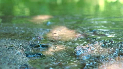 Small creek in the forest Stock-Footage 161771762