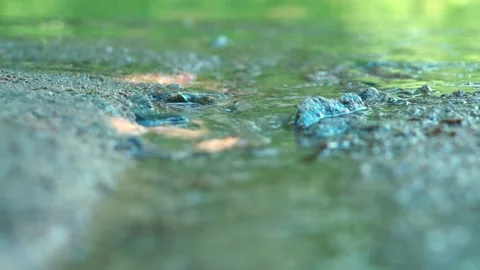 Small creek in the forest 動画素材 161771770