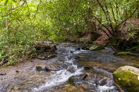 Small Creek In A Forest Stock Photos