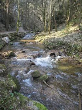 A small creek in the forest Stock Photos