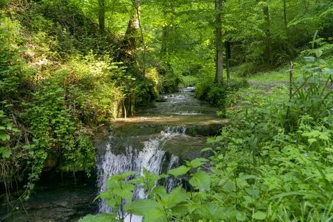 Small creek in forest Stock Photos