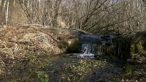 Small creek in the forest in the spring 스톡 동영상 89873665