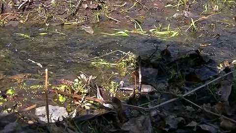 Small creek in the forest in the spring Stock Footage 89873717