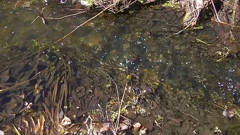 Small creek in the forest in the spring 스톡 동영상 89873724