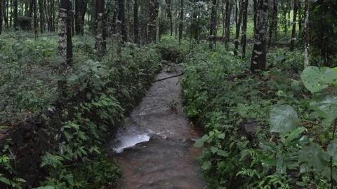A small creek gently flowing through a rubber plantation in the early morning. Stock Footage 279625065
