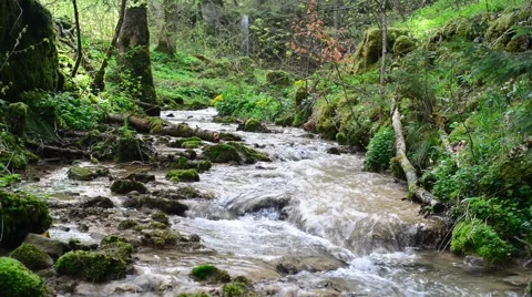 Small creek inside green forest in spring Stock Footage 46220821