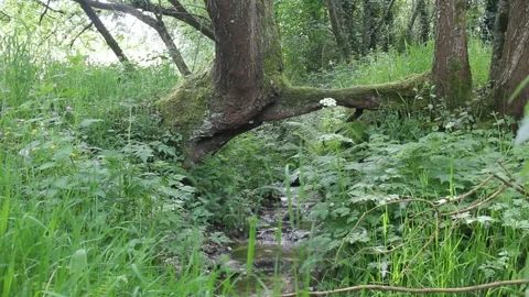 Small creek in a meadow Stock Footage 287040461