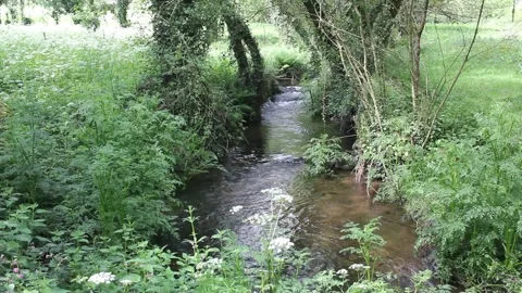 A small creek in the middle of nature Stock Footage 287040374
