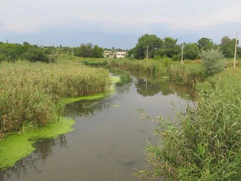 A small creek or river surrounded by lush vegetation, with patches of algae.. 写真素材