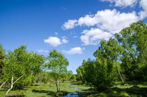 Small creek Stock Photos