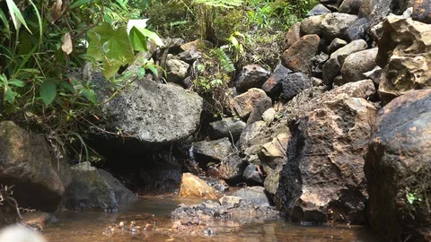 A small creek in the rain forest Stock Footage 105872266