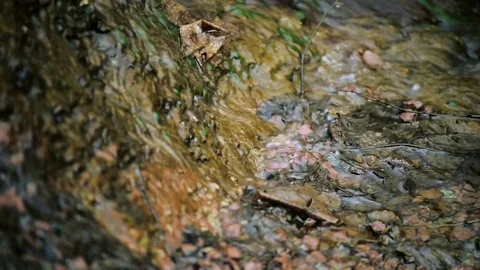 Small creek is representing this forest Stock Footage 70117257