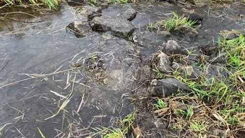 Small Creek with Rocks Stock Footage 231582675