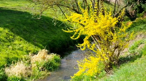 Small creek in spring Stock Footage 52250278