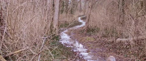 Small Creek Stream Going Into Woods Stock Footage 170862965