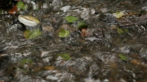 Small Creek In Summer Forest Stock Footage 81530692
