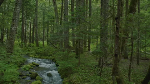 Small Creek Through Trees in Oregon's Mt Hood National Forest - Spring Day Stock-Footage 232186009