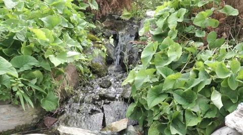 Small creek in tropical garden Stock Footage 51925759