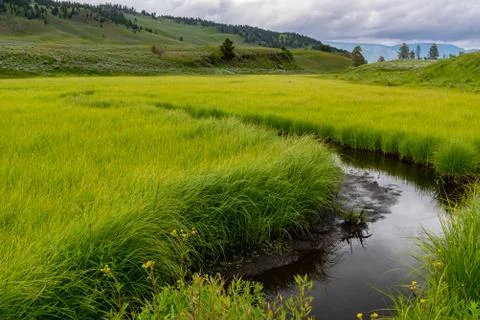 Small Creek Winds Through Thick Field Foto stock