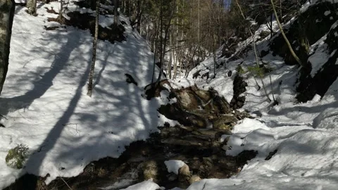 Small creek in winter Stock Footage 237779057