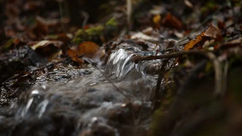 Small Creek In The Woods Video stock 98445727