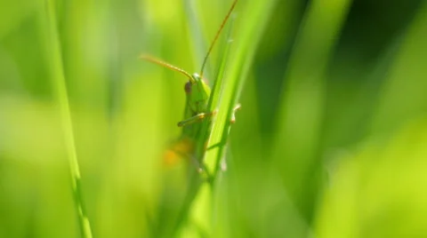 Small cricket 스톡 동영상 53647124