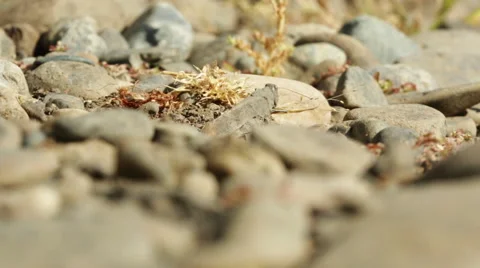 SMALL CRICKET MOVING THROUGH ROCKS EXTREME CLOSEUP Stock Footage 52077866