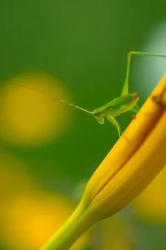 Small Cricket on a Plant Stock Photos