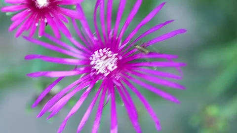 Small cricket resting on a purple ice plant flower Stock Footage 345828184