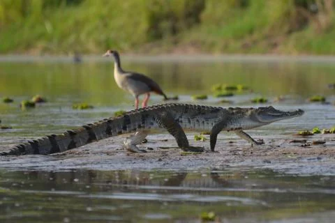 Small crocodile and a duck on the Nile river shores Stock Photos