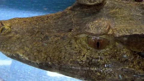 Small crocodile in the aquarium Stock Footage 120073860