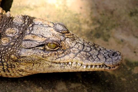 Small crocodile close-up Stock Photos