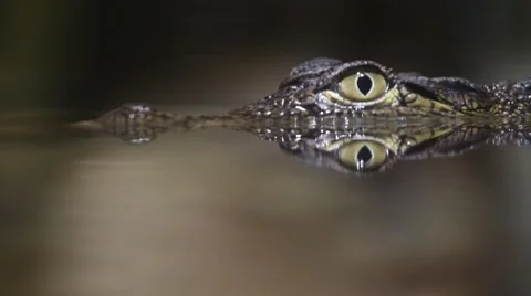 Small crocodile Stock Footage