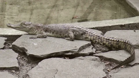 Small crocodile Stock Footage 34480827