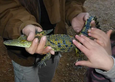 A small crocodile in the hands of a man Stock Photos