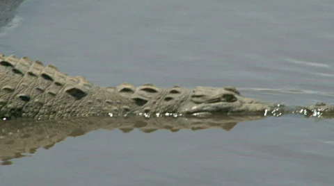 Small Crocodile Head in Water Stock Footage 621257