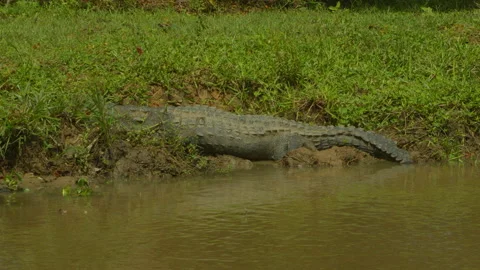 (Small crocodile is jump to the water(slow motion) -Sri Lanka Stock Footage 234628962